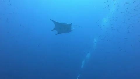 Black Oceanic Manta floating on a background of blue water 스톡 동영상 155154081