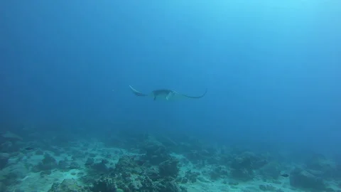 Black Oceanic Manta floating on a background of blue water Video stock 155154142