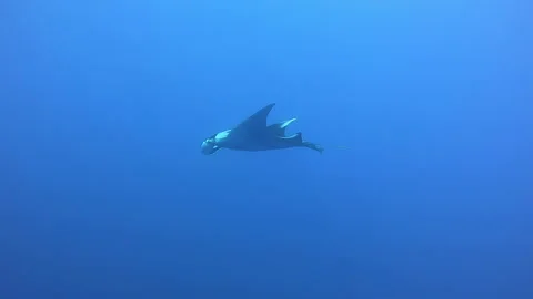 Black Oceanic Manta floating on a background of blue water Video stock 155154343