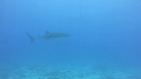 Black Oceanic Manta floating on a background of blue water Video stock 155154553