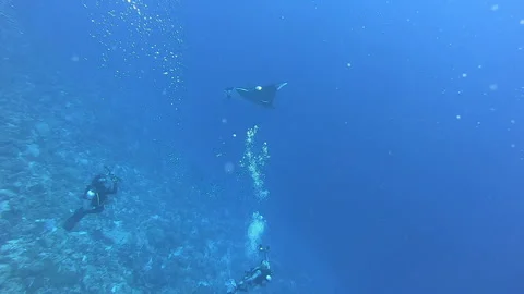 Black Oceanic Manta floating on a background of blue water Video stock 155154579