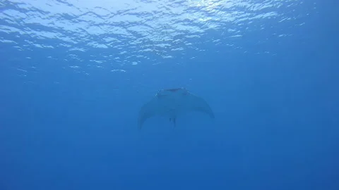 Black Oceanic Manta floating on a background of blue water Video stock 155154659