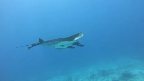 Black Oceanic Manta floating on a background of blue water Video stock 155155087