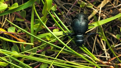 Black oil beetle walking through spring meadow grass Stock Footage 340800716