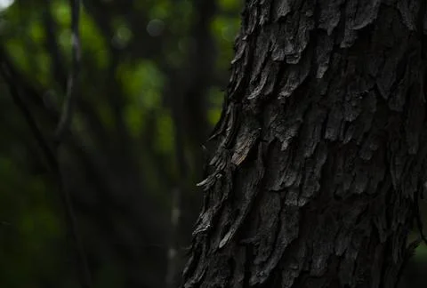 Black old bark background of the old bark makes the natural beauty of the old Stock Photos