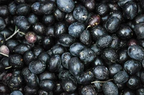 Black olive background Stock Photos