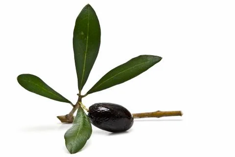 Black olive on the branch. Stock Photos