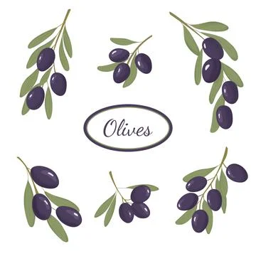 Black olive branch set. Design for oil, health care products, and organic n.. Stock Illustration