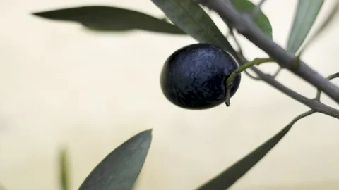 Black olive on branch swaying in wind 4k 10bit 120fps Stock Footage 334061890