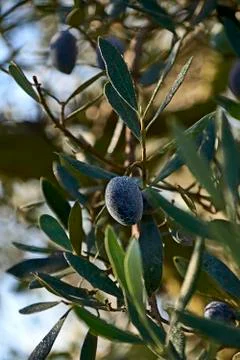Black olive covered with dew Stock Photos