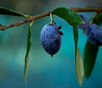 Black olive covered with dew Stock Photos