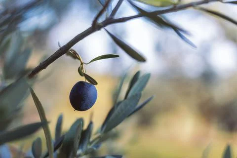 A black olive Foto stock