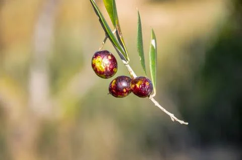 Black olive on the tree branch Stock Photos