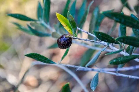 Black olive on the tree branch Stock Photos