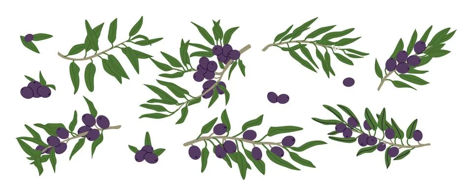 Black olive tree branch set with fruits, leaves. Vector illustration in retro イラスト素材