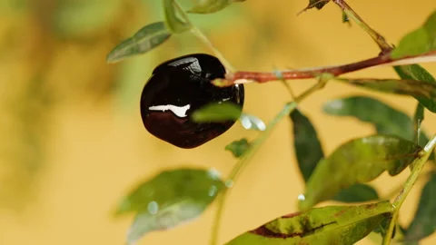 Black olive on yellow background close-up. Falling olive oil drops. Stock-Footage 195723936