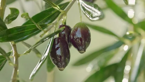 Black olives on the branch of the olive tree. Oil dripping from olives. Stock Footage 144287671