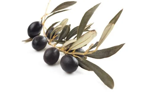 Black olives on branch Stock-Fotos