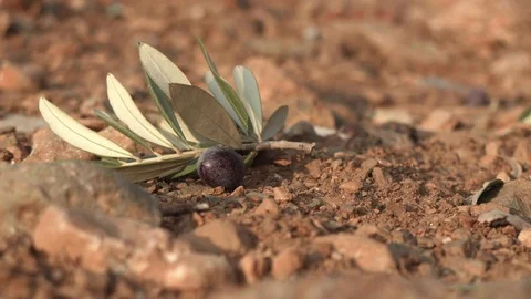 Black olives falling to the ground - 4k - close-up 動画素材 70487545