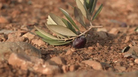 Black olives falling to the ground - 4k - close-up 動画素材 70532666