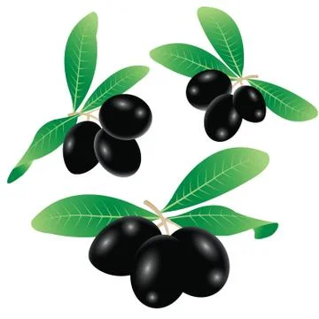 Black olives Stock Illustration