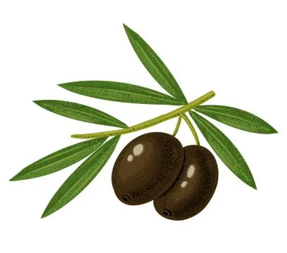 Black olives Stock Illustration