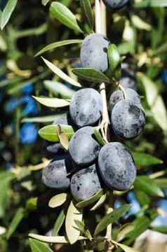 Black olives Stock Photos