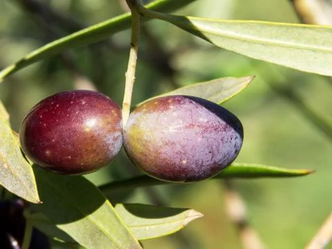 Black olives Stock Photos
