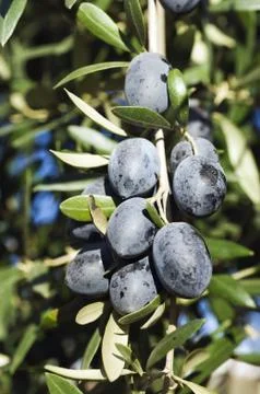 Black olives Stock Photos
