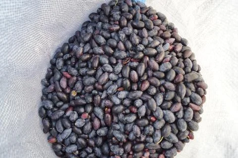 Black Olives Stock Photos