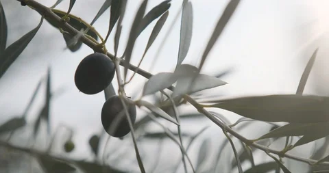 Black Olives Ready for Picking on a Olive Tree 스톡 동영상 122382231