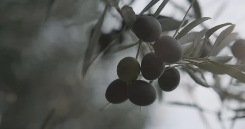 Black Olives Ready for Picking on a Olive Tree Vidéo 122382379