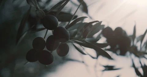 Black Olives Ready for Picking on a Olive Tree Vidéo 122382394