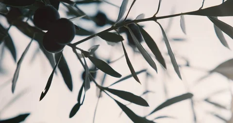 Black Olives Ready for Picking on a Olive Tree Vidéo 122382529