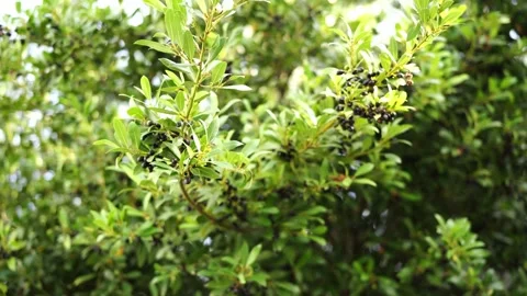 Black olives sway in the wind among the foliage on the tree Stock Footage 282936660