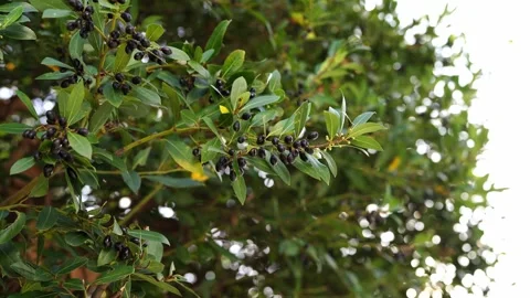 Black olives sway in the wind on a tree Stock-Footage 283281159