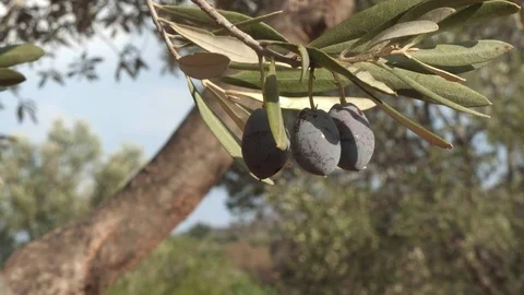 Black olives on tree - 4k - close-up 動画素材 70537650