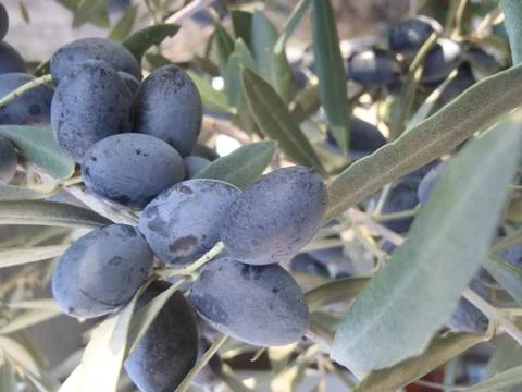 Black olives on the tree Stock Photos