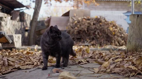A black one-eyed cat is standing in the yard, looking around. Slow motion. Stock Footage 220487640