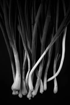 Black  onion Foto stock