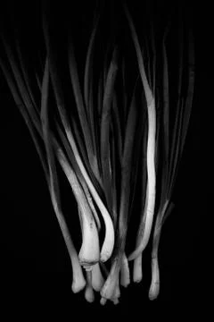 Black  onion Stock Photos