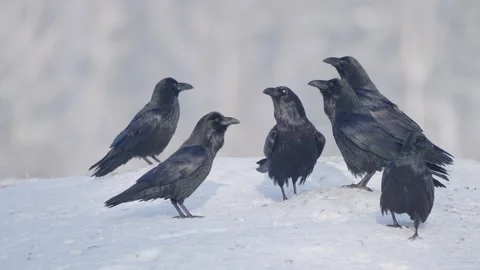 Black or common raven flock of birds in winter Corvus corax Stock Footage 327606248