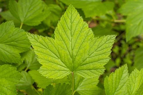 Black or red currant leaf on a background of green leaves Stock Photos