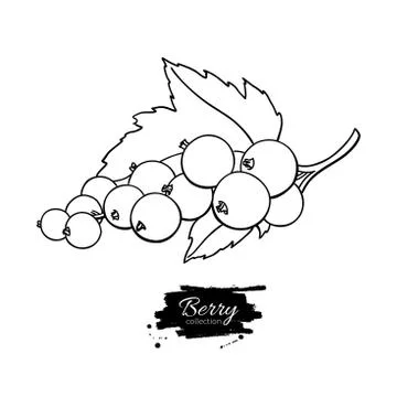 Black or red currant vector drawing. Isolated berry branch sketc Stock Illustration