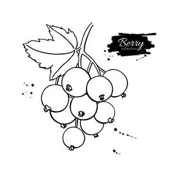 Black or red currant vector drawing. Isolated berry branch sketc Stock Illustration