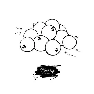 Black or red currant vector drawing. Isolated berry branch sketc Stock Illustration