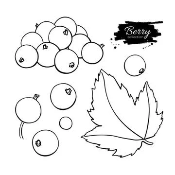 Black or red currant vector drawing. Isolated berry branch sketc Stock Illustration