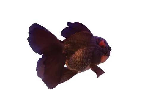 Black Oranda fish Stock Photos