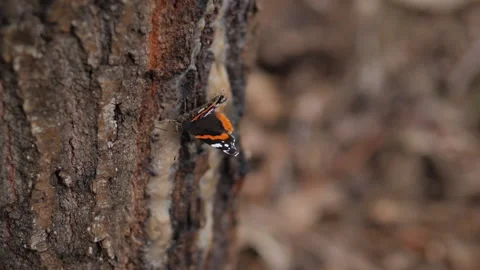Black Orange Butterfly Stock Footage 135840808