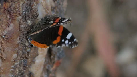 Black Orange Butterfly Stock Footage 135841149